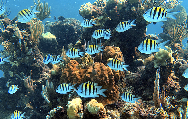 ibagari-boutique-hotel-duna-divers-main-image-scuba-diving-colorful-fish