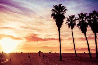 Palm tree in Organe County, Los Angeles, California. Sunset scen