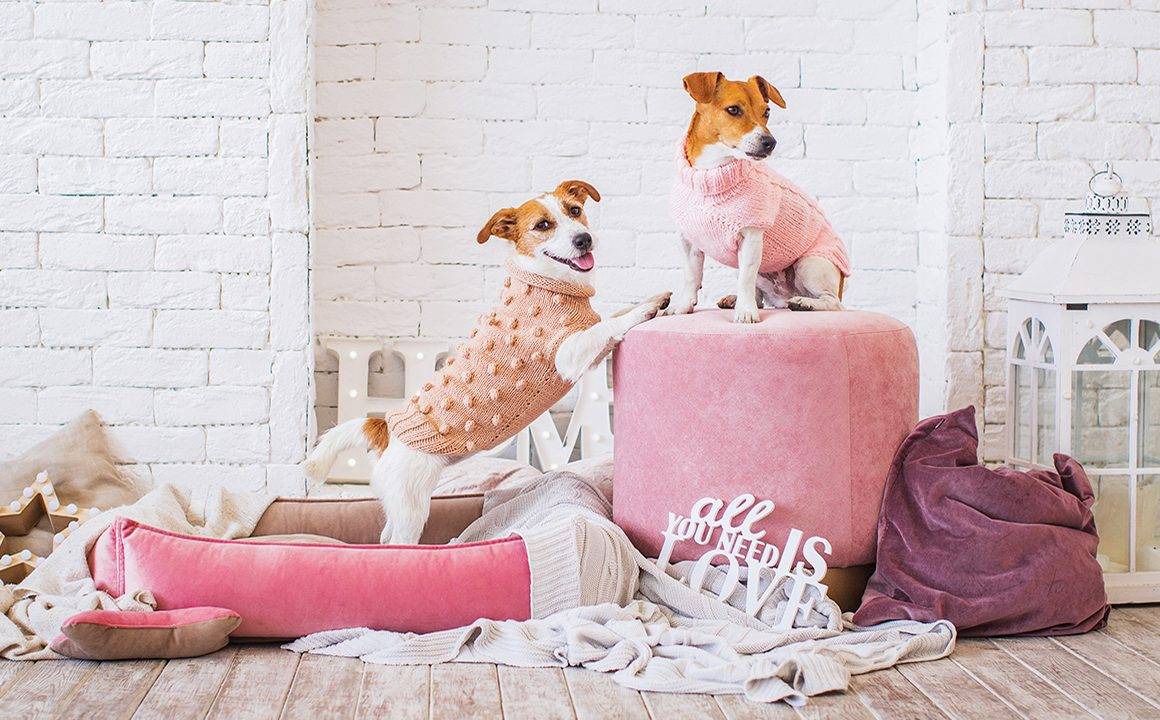 dressing-your-dog-in-the-latest-fashion