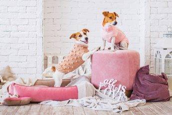 dressing-your-dog-in-the-latest-fashion