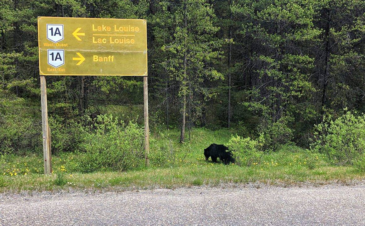 HEADER-black bear on side of the road to lake louise