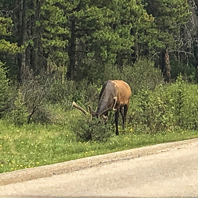 Young Elk in lake louise