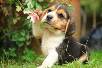 what-is-an-emotional-support-animal-adorable-beagle-puppy-in-grass