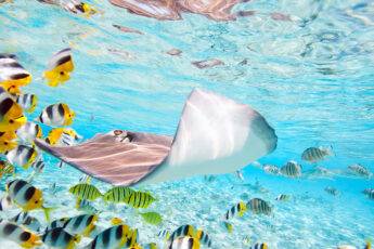planning-trip-to-daytona-beach-underwater-fish-and-manta-ray