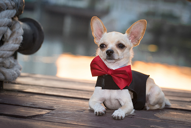 how-to-dress-up-your-dog-for-instagram-pictures