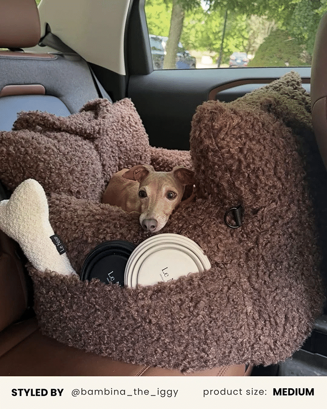 dog in the car