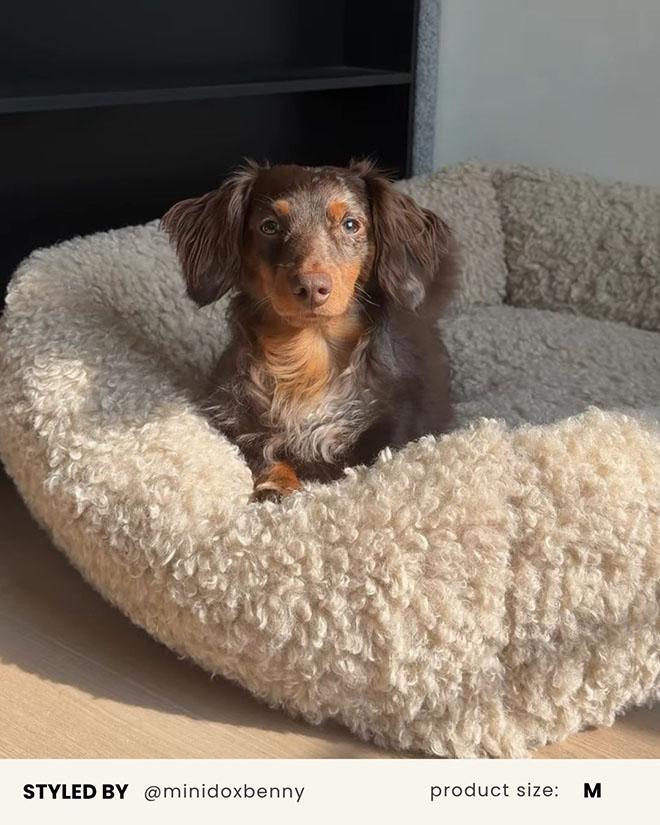 cute dog